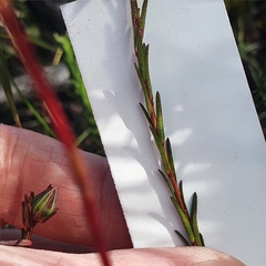 Hibbertia cistiflora