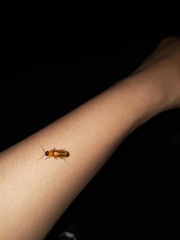 Abscondita