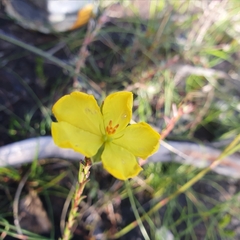 Hibbertia cistiflora