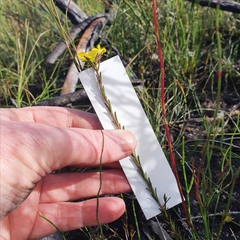 Hibbertia cistiflora