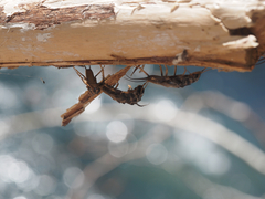 Hesperoperla pacifica