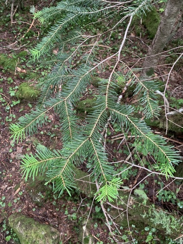 Abies veitchii, 2022-07-26