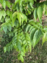 Glochidion lanceolatum