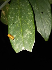 Abscondita