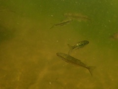 Alburnoides bipunctatus