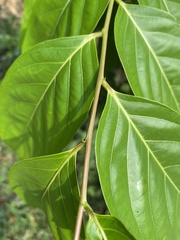 Glochidion lanceolatum