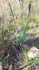 Watsonia strictiflora