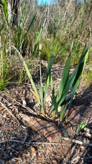 Watsonia strictiflora