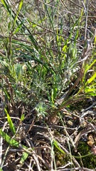 Xiphotheca lanceolata