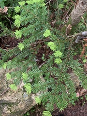 Maries' Fir (Abies mariesii)