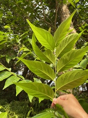 Glochidion lanceolatum