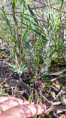 Xiphotheca lanceolata