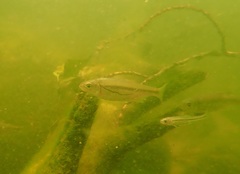 Alburnoides bipunctatus