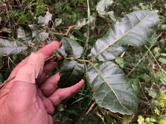 Alectryon tomentosus