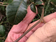 Alectryon tomentosus