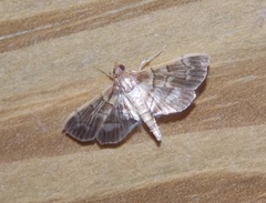 Salbia cassidalis