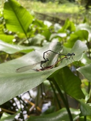 Paracercion calamorum calamorum