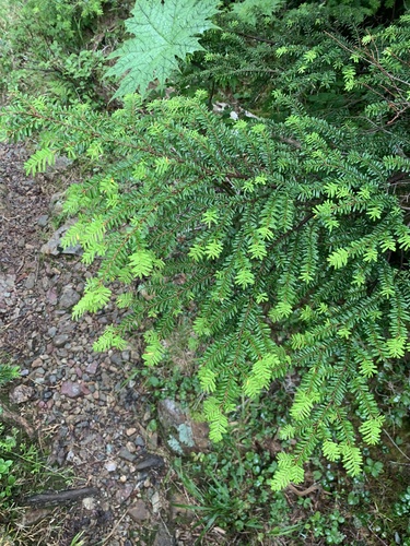 Northern Japanese hemlock (Tsuga diversifolia)