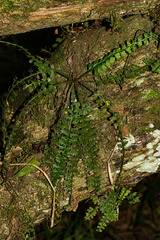 Asplenium sandersonii