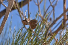 Grevillea eriostachya