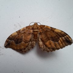 Pelurga comitata