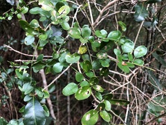 Jasminum didymum racemosum