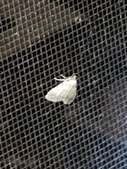 Dyspyralis puncticosta