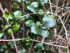 Jasminum didymum racemosum