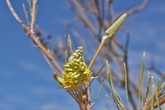 Grevillea eriostachya