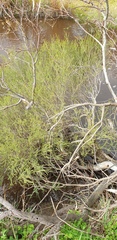 Melaleuca brevifolia