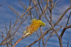 Grevillea eriostachya