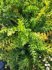Cirsium spinosissimum