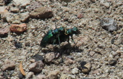 Cicindela depressula