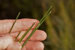 Grevillea eriostachya