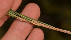 Grevillea eriostachya