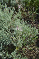 Allium praescissum
