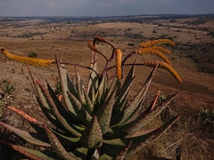 Aloe marlothii