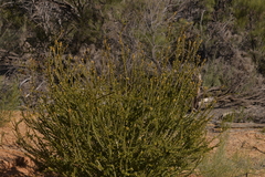 Melaleuca megacephala