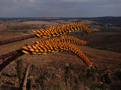 Aloe marlothii