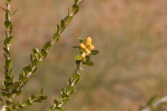 Melaleuca megacephala