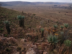 Aloe marlothii