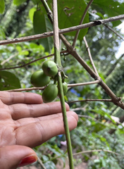 Coffeeae