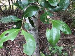 Cyclophyllum coprosmoides