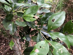 Cyclophyllum coprosmoides