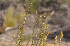 Melaleuca megacephala