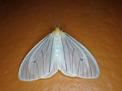 Pseudostracilla infausta