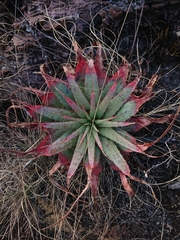 Aloe pretoriensis