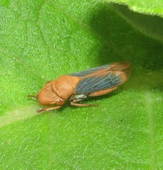 Proconiini