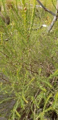 Melaleuca brevifolia