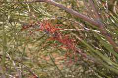 Hakea orthorrhyncha